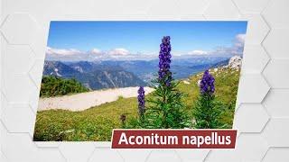 Aconitum napellus MMVP