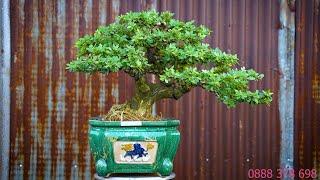 Thọ Bonsai - Số 300 - Linh Sam đế khủng giá từ 5tr8