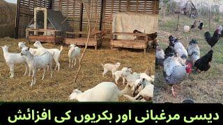 Organic Farming Of Goats & Poultry Bird ll Organic Agriculture Farming