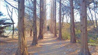 [4k] Walking Chungbuk national University cheongju 충북대학교 산책 忠北国立大学