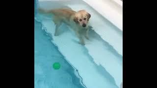 Legendary Acres Hobby Farm: Puppy wants the toy from the pool