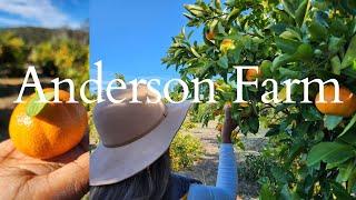 Orange picking Anderson Farm, Sydney Australia.