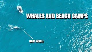 Baby whale at Quobba Blowholes - Episode 53