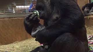 B-Roll: Western lowland gorilla,  Calaya, giving birth