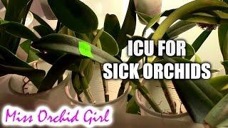 Sick Orchids in 'ICU' (Intensive Care Unit)