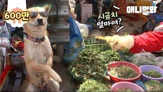 채소파는 장사꾼 진돗개ㅣJindo Dog Sells Vegetables By Herself