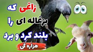 داستان جالب زاغی که بزغاله را برد|لهجه هزارگی|داستان هزاره گی|قصه هزاره گی|افسانه هزاره گی