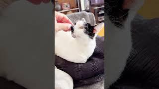 #Caturday #shorts with Sam Sam - meows, purrs, and love