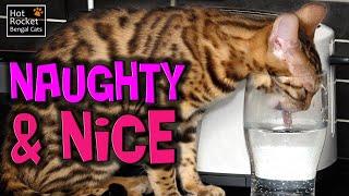 Naughty & Nice – Funny Bengal cats constantly causing trouble!