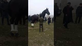 КОКОНДИСКИ ТОМОША УЧУН!.. #otbozori #ot_narxlari #uloq #horse