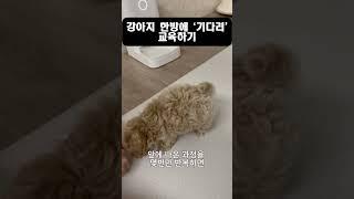 강아지 기다려훈련영상I 말티푸 훈련영상 #강아지훈련 #말티푸훈련 #기다려훈련 #기다려