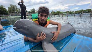 শেষ দে আৰ - Swimming with Dolphins in Thailand 