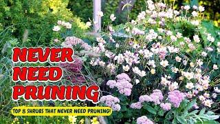 TOP 8 Shrubs That NEVER Need Pruning!  NO Maintenance Required!️// Gardening Ideas