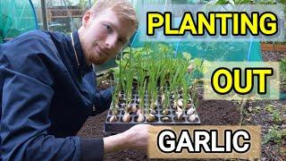 ALLOTMENT VLOG/Planting Out Garlic|Carrot & Parsnip Experiment Gone Wrong| Allotment Gardening 2022