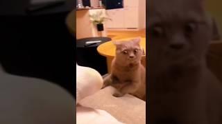 Funny Animals 2024  - Funniest Cats and Dogs video   #shorts