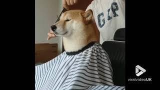 Dog just visiting the barbers || Viral Video UK