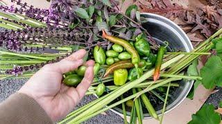 Lemon Grass Harvest + Peppers & More Overwintered