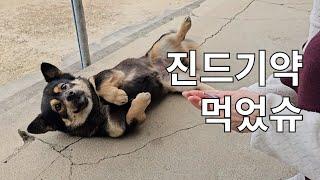진드기약 필수 시즌