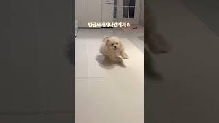 #반려견 #토리타임 #토리의하루 #토리 #말티푸 #까꿍 #puppy