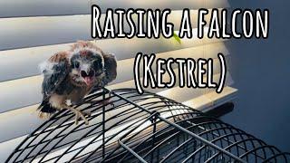 Raising a FALCON (Kestrel) indoors | MUST WATCH THE END 