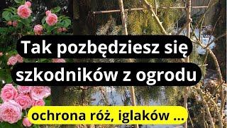 Najlepsze naturalne metody ochrony roślin w ogrodzie, zrób teraz najważniejszy oprysk na szkodniki