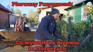 Niesamowite co wyrosło na drzewie u Andrzeja Jesienne sprzątanie w Plutyczach Rolnicy z Podlasia