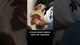 Семью Санька отравили. Он бился в конвульсиях и плакал по собакам, которые его вырастили