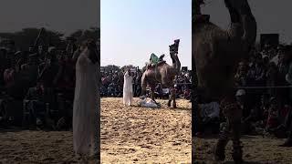 camel dance में लड़के का Acidant | Da Safe Journey