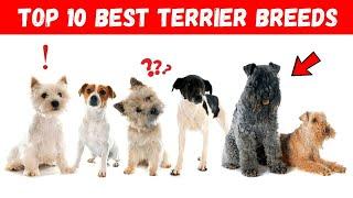 10 Best Terrier Breeds Ever: (You Won't Believe What's #1)