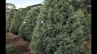 HONOLULU Magazine’s Christmas Tree Adventure