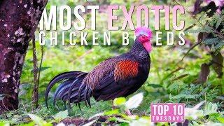 Top 10 Most EXOTIC Chicken Breeds | Top 10 Tuesdays