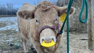 Weaning a Calf With a Quiet Wean Nose Flap