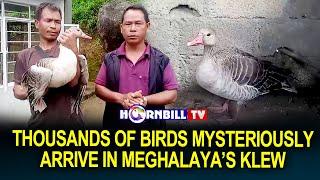 THOUSANDS OF BIRDS MYSTERIOUSLY ARRIVE IN MEGHALAYA’S KLEW