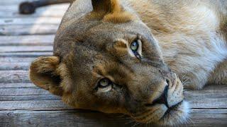 Get an up-close look of the lions at the Sacramento Zoo