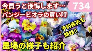 暑い時期に購入するパンジービオラの注意点 ｂｙ園芸チャンネル 734 園芸 ガーデニング 初心者