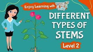 Different Types of Stems | Elementary Science | Tutway |