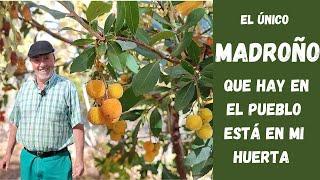 EL MADROÑO un árbol recomendado para tu jardín porque es muy resistente y de fácil mantenimiento