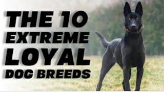 THE 10 EXTREME LOYAL DOG BREEDS