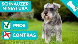 ADVANTAGES and DISADVANTAGES of owning a SCHNAUZER MINIATURE  PROS  CONS of SCHNAUZER Dogs