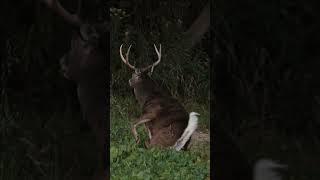 8.5 Year Old Whitetail Buck down with the Mission SUB-1 XR Crossbow! #hunting #wildlife #outdoors