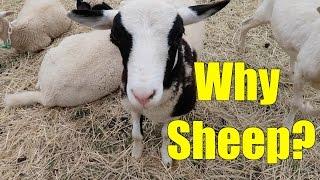 5 Reasons to Consider Sheep for Your Homestead