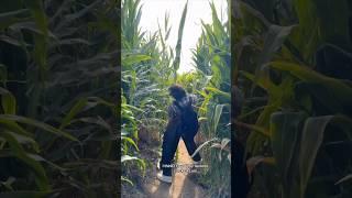 we got LOST IN A HAUNTED CORN MAZE  w Mattie Westbrouck- #shorts