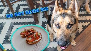 What German Shepherds Eat! - Five Minute Friday