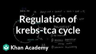 Regulation of Krebs / Citric Acid Cycle