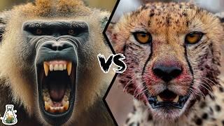 Baboon vs Cheetah: The Battle for Survival – Who Will Win?