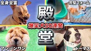 【2ch動物スレ殿堂入り犬編】ツッコミどころ満載なおもしろ犬動画50連発！Part2（鳴き声、しゃべる、子犬、かわいい、面白い、吠える）