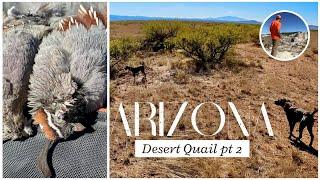 Arizona CRAZY Desert Quail Hunt-Part 2