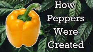 The Origins of Peppers Explained