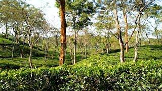 Amazing view of Sreemangal Tea Garden, Sylhet, Bangladesh