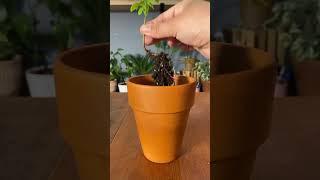 Growing a starfruit tree from seed #plants #plantslover #indoorgardening #garden #fruittree #seeds